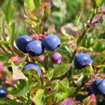 Blaber(ArneNydal)