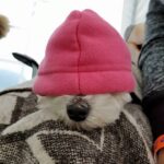Noggin 1 2017 (6)