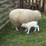 kindlamb